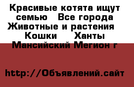 Красивые котята ищут семью - Все города Животные и растения » Кошки   . Ханты-Мансийский,Мегион г.